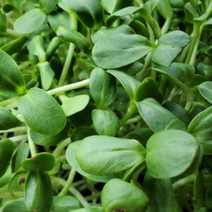 Sunflower Shoots