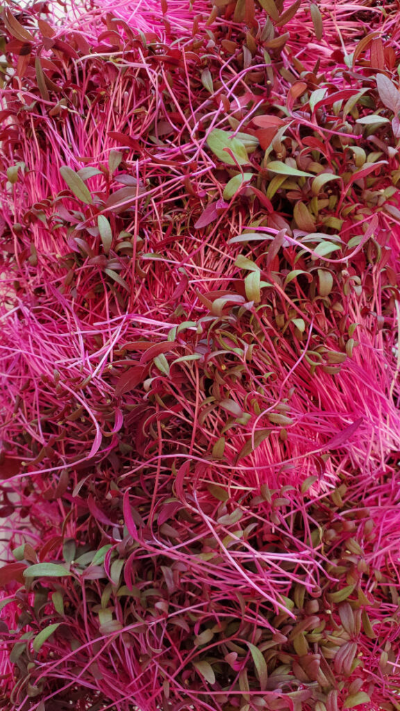 amaranth microgreen