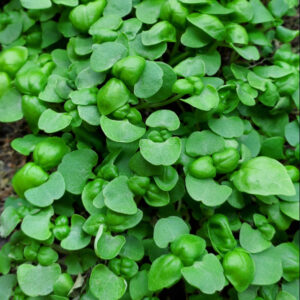 *Micro Basil - Genovese