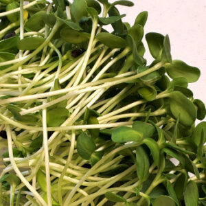 Sunflower Shoots