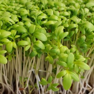 Curled Cress microgreens