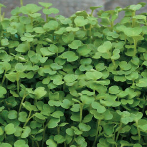 Arugula microgreens