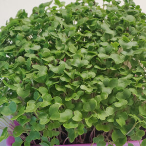 Spicy Oriental Mustard