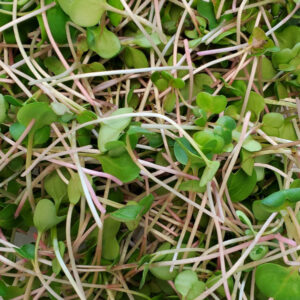 Kale Microgreens