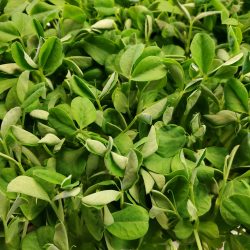 Pea Shoots