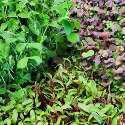 Microgreens